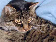 Mein Kater, Mikesch
